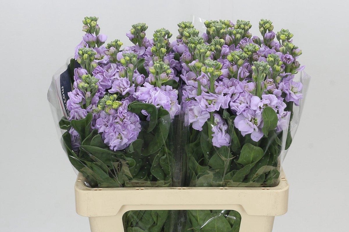 Matthiola Iron Marine