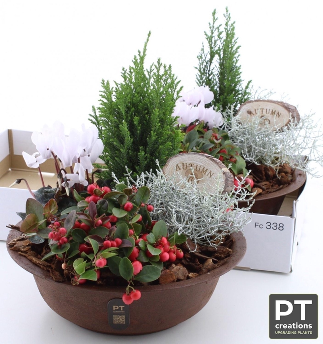 <h4>ARR TUINPLANTEN</h4>
