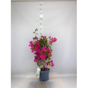 Bougainvillea  'Sanderiana'