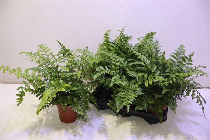 <h4>arr8 Asple Parvati</h4>