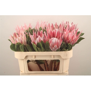 PROTEA CYNAROIDES