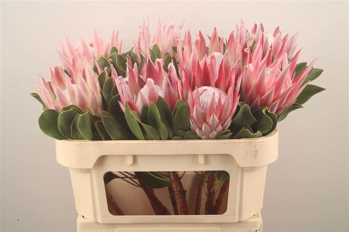 <h4>PROTEA CYNAROIDES</h4>