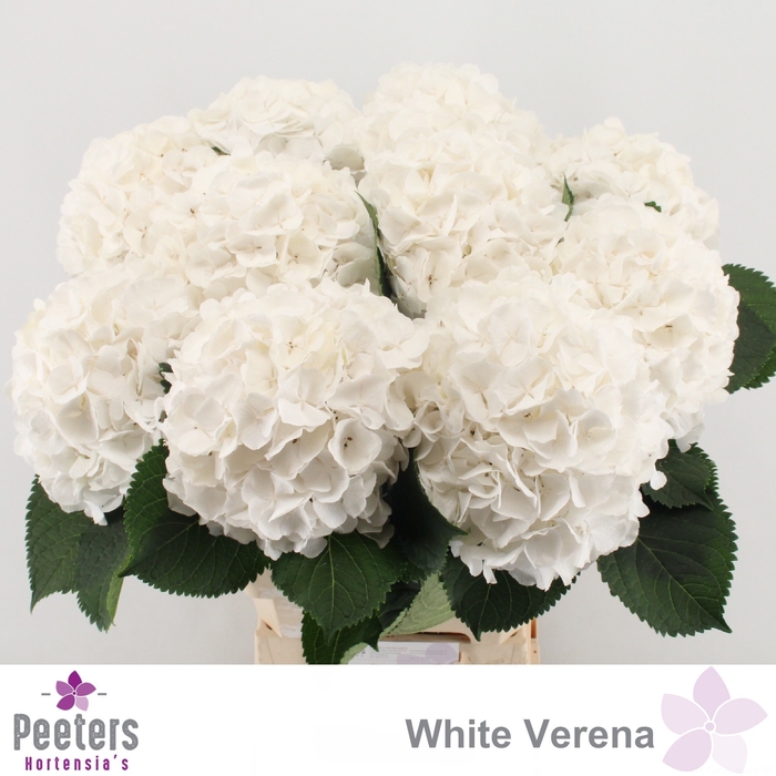 <h4>HYDR M CH WHI VERENA</h4>