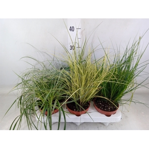 Carex   ...mix