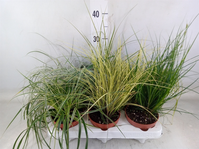 <h4>Carex   ...mix</h4>