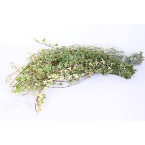 Hedera Rank Strings Green White Piazza