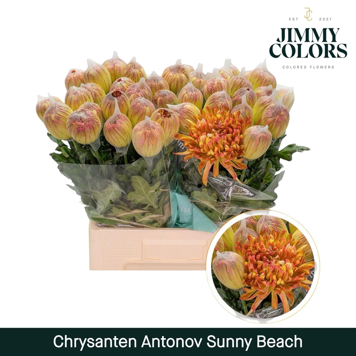 <h4>Chr G Antonov Sunny Beach</h4>