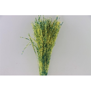 Dried Artz Rice Grass Van Gogh Bunch Slv