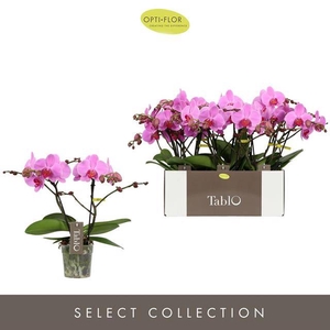 PHAL OPTI TABLO PINK LADY 2 SPIKE