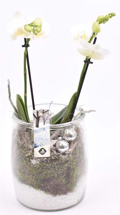 <h4>Glas cilinder bol 14cm</h4>