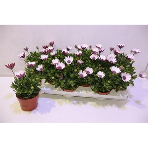 Osteo Yellow Blue Eyed Beauty