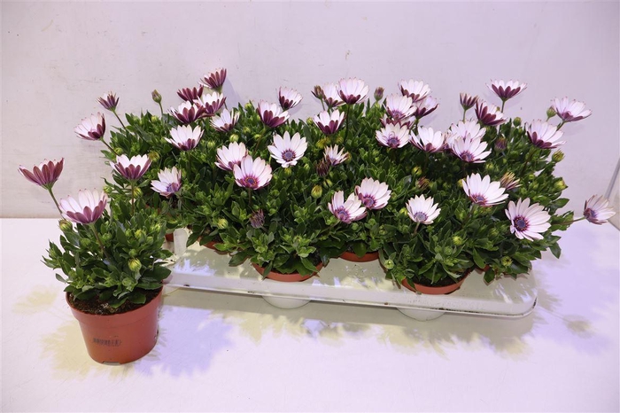 <h4>Osteo Yellow Blue Eyed Beauty</h4>