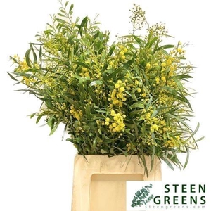 ACACIA BAILEYA BL BS