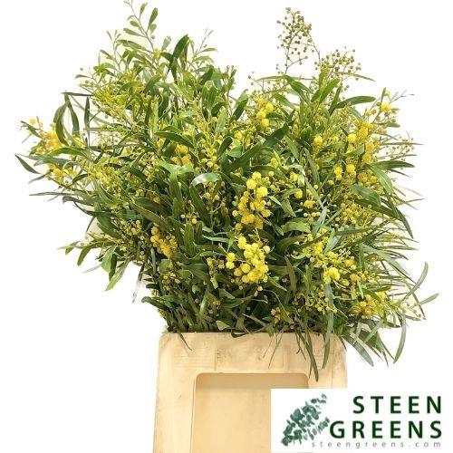 <h4>ACACIA BAILEYA BL BS</h4>