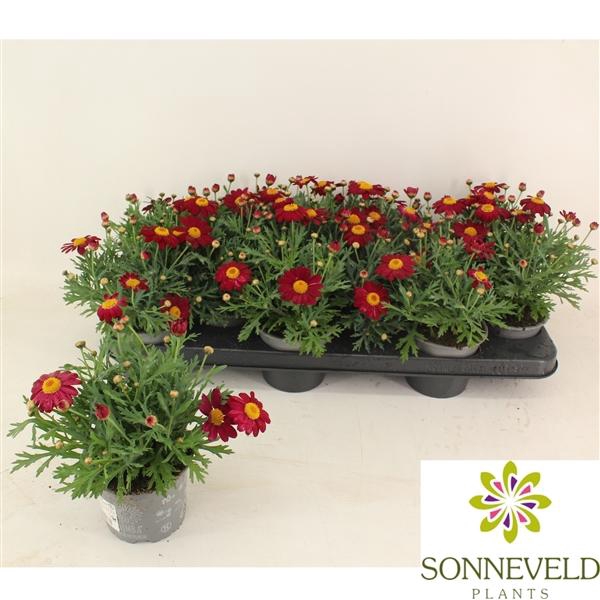 <h4>Argyranthemum frutescens La Rita Purple Red</h4>