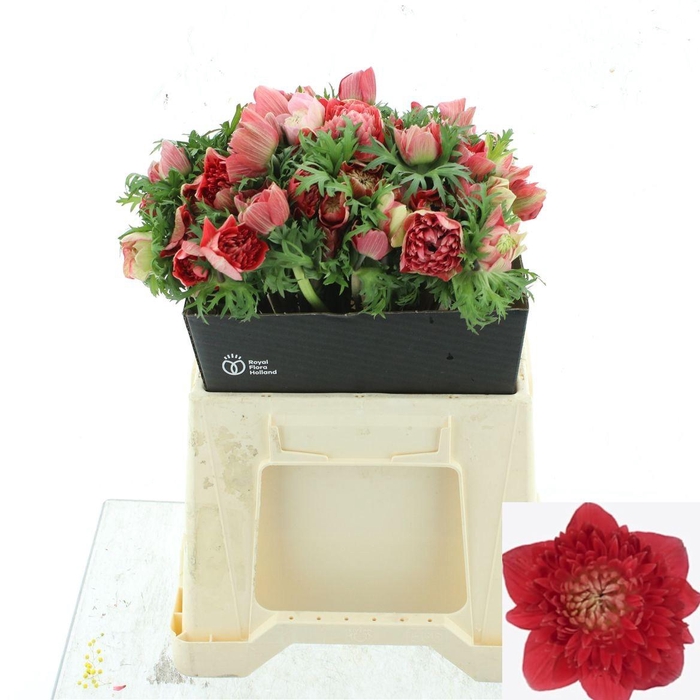 <h4>ANEM CO LEVAN ROSSO</h4>