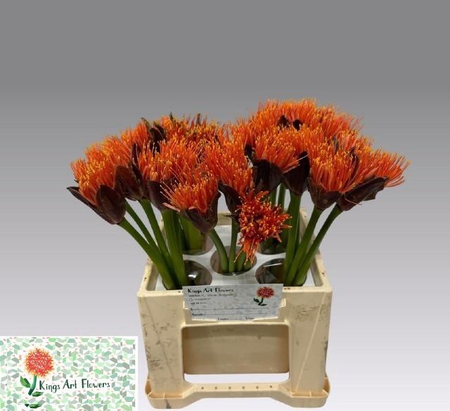 <h4>SCAD M KING O ORANGE</h4>