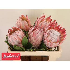PROTEA CYNAROIDES