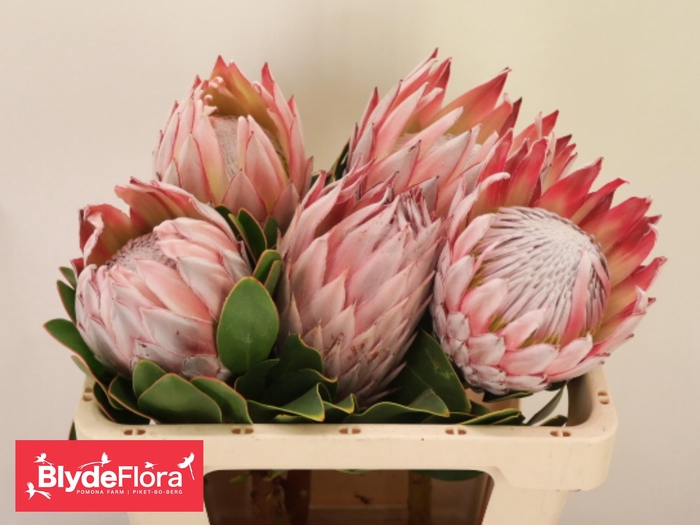 <h4>PROTEA CYNAROIDES</h4>