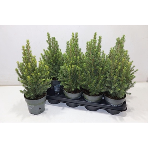 Picea Gl Perfecta