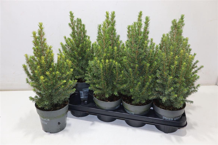 <h4>Picea Gl Perfecta</h4>