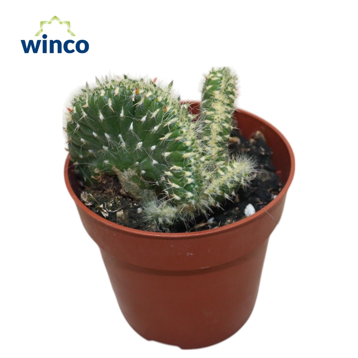 Opuntia Vestita Cristata