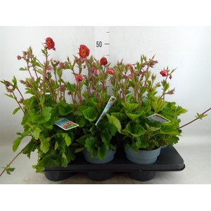 Geum rivale