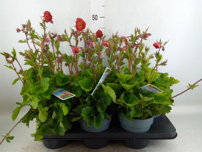 <h4>Geum rivale</h4>
