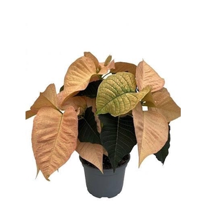 EUPHORBIA PULCHERRIMA GRENET p13 oranje