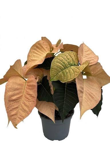 <h4>EUPHORBIA PULCHERRIMA GRENET p13 oranje</h4>