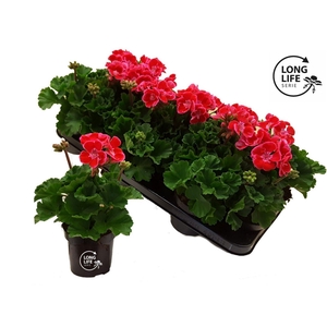 LongLife Zonale Bicolour pink