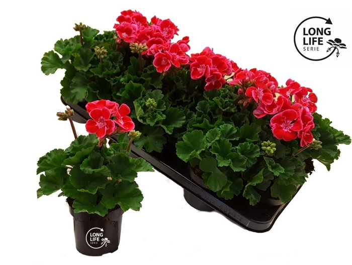 <h4>LongLife Zonale Bicolour pink</h4>