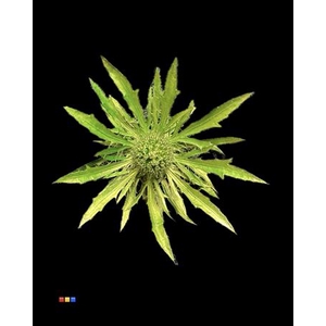 Eryngium Metallic Olive