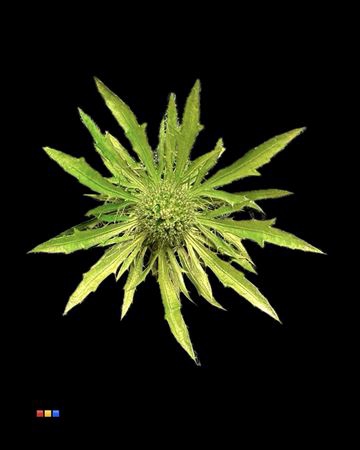 <h4>Eryngium Metallic Olive</h4>