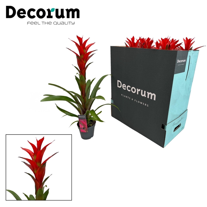 <h4>Guzmania Ostara</h4>