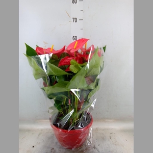 Anthurium andr. 'Casparo'