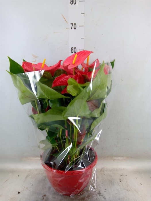 <h4>Anthurium andr. 'Casparo'</h4>