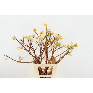 EDGEWORTHIA EXCLUSIEF 080CM