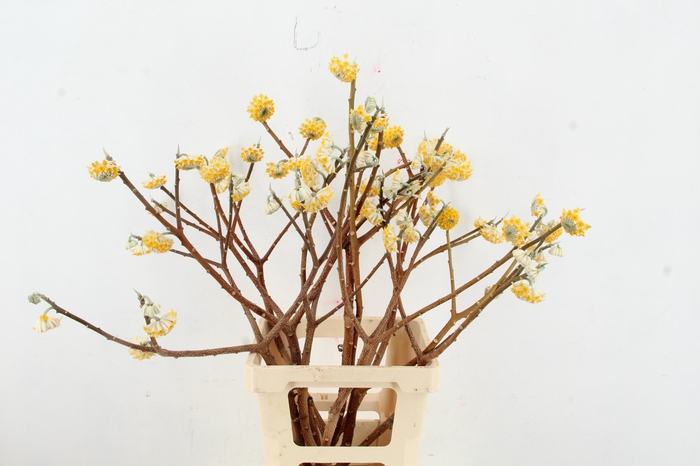 <h4>EDGEWORTHIA EXCLUSIEF 080CM</h4>
