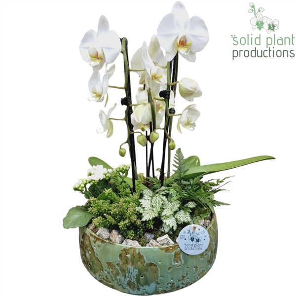 PH105 Sophia Green Cascade