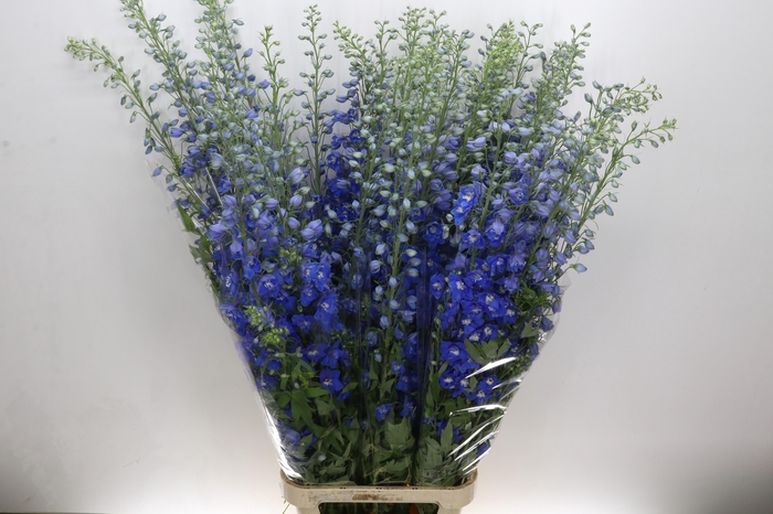 <h4>Delph Du Elatum Candle Blue</h4>