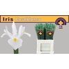 Iris Casablanca