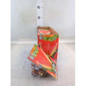 Tulipa   ...flowerbulbs