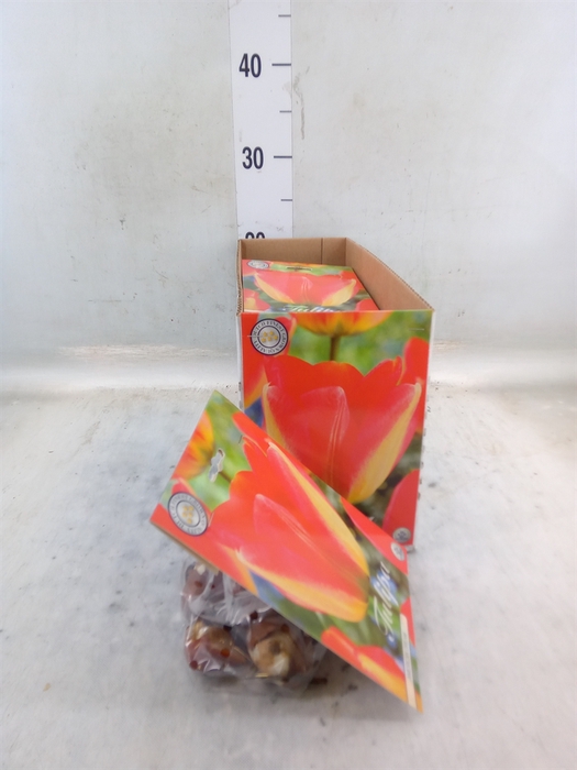 <h4>Tulipa   ...flowerbulbs</h4>