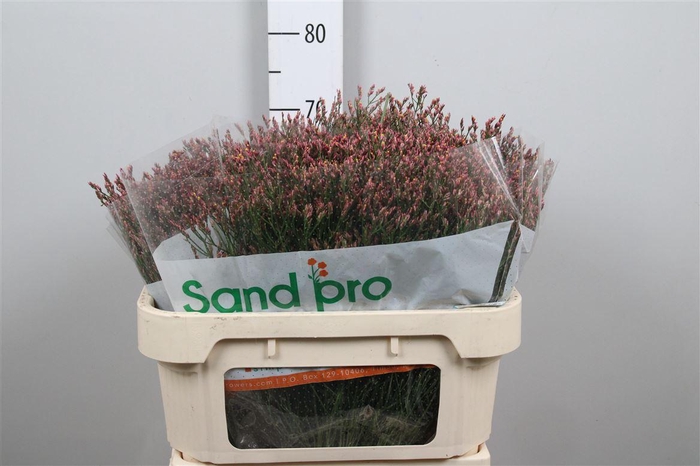 <h4>Lim Sin Max Diamond</h4>