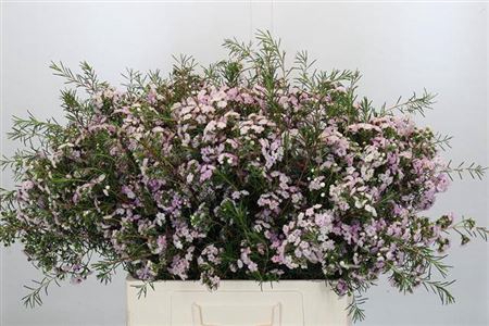 <h4>Chame Dancing Queen Rose 50cm</h4>