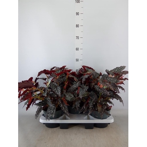 Begonia BD mac. 'Spotlight Dark'