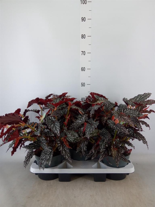 <h4>Begonia BD mac. 'Spotlight Dark'</h4>