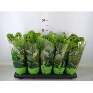 Maranta leuc. 'Fiesta'