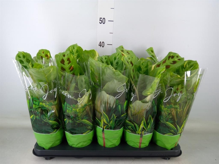 <h4>Maranta leuc. 'Fiesta'</h4>